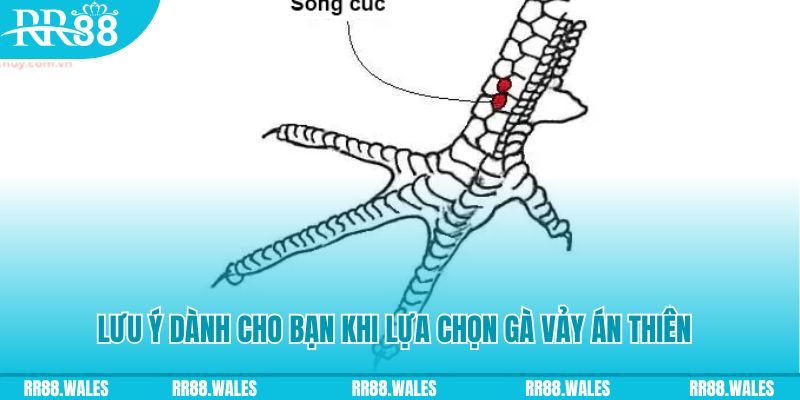 king88 vina xổ số đồng nai